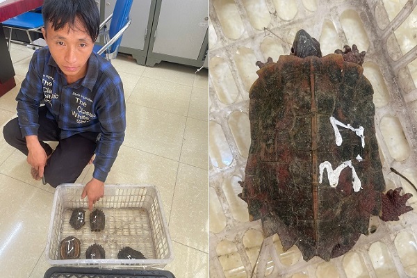 Khởi tố Thào A Sì do đem 5 cá thể rùa đi bán- Ảnh 2.