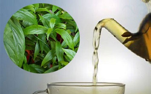 5 nhóm người không nên dùng cây xương khỉ- Ảnh 2. Cây xương khỉ: Cách sử dụng và lưu ý khi dùng