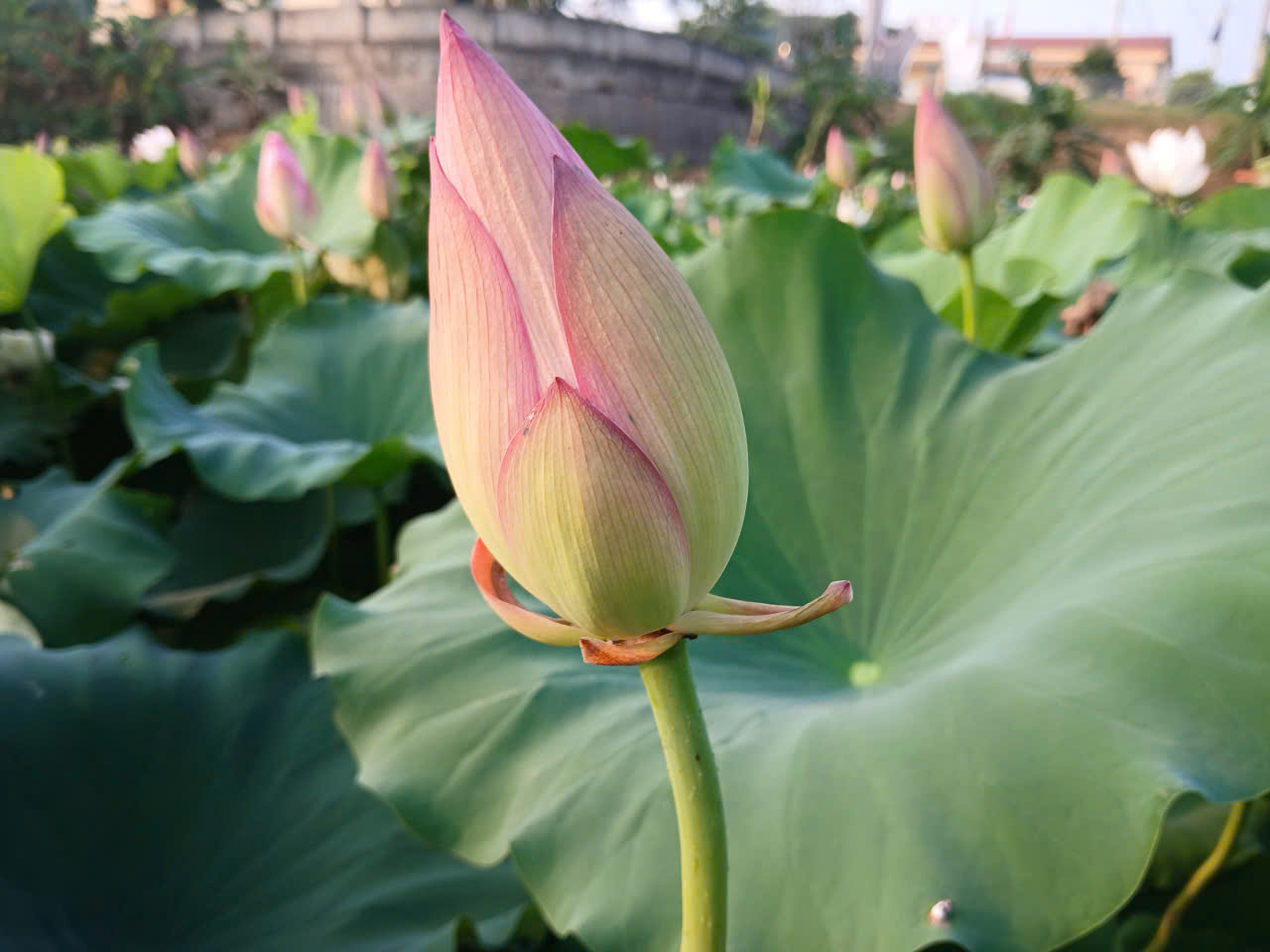 Đưa khoa học vào ruộng bậc thang, hành trình trồng sen trên núi của những ‘nhà khoa học nông dân’- Ảnh 7. Đưa khoa học vào ruộng bậc thang, hành trình trồng sen trên núi của những ‘nhà khoa học nông dân’- Ảnh 7.