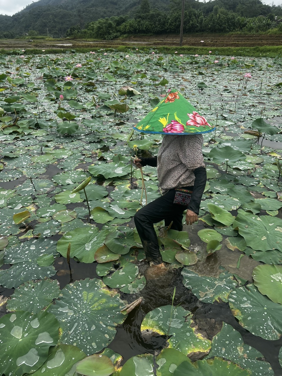 Đưa khoa học vào ruộng bậc thang, hành trình trồng sen trên núi của những ‘nhà khoa học nông dân’- Ảnh 5. Đưa khoa học vào ruộng bậc thang, hành trình trồng sen trên núi của những ‘nhà khoa học nông dân’- Ảnh 5.