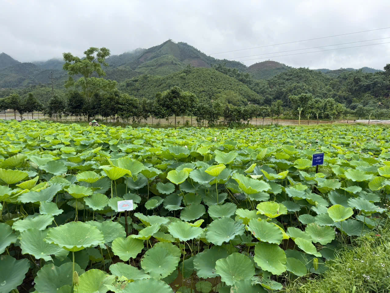Đưa khoa học vào ruộng bậc thang, hành trình trồng sen trên núi của những ‘nhà khoa học nông dân’- Ảnh 8. Đưa khoa học vào ruộng bậc thang, hành trình trồng sen trên núi của những ‘nhà khoa học nông dân’- Ảnh 8.