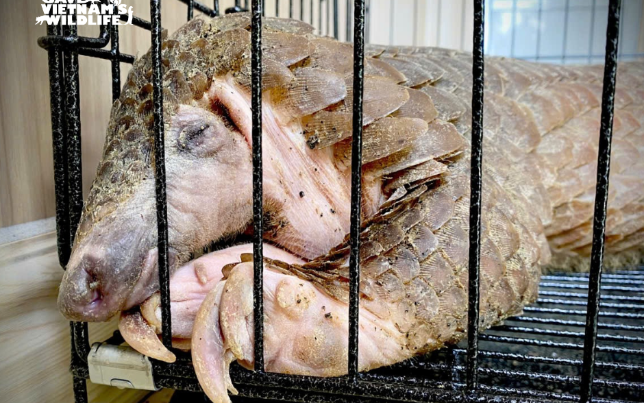 Người đàn ông bàn giao con vật quý hiếm có nguy cơ tuyệt chủng - Ảnh 3.