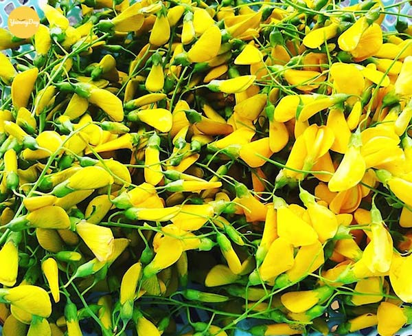 Tác dụng của hoa và cây điên điển- Ảnh 1. Tác dụng của hoa và cây điên điển- Ảnh 1.