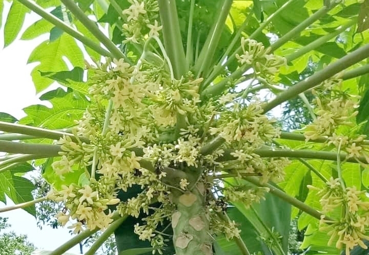 Hoa đu đủ đực, công dụng chữa bệnh và cách dùng- Ảnh 1. Hoa đu đủ đực, công dụng chữa bệnh và cách dùng- Ảnh 1.