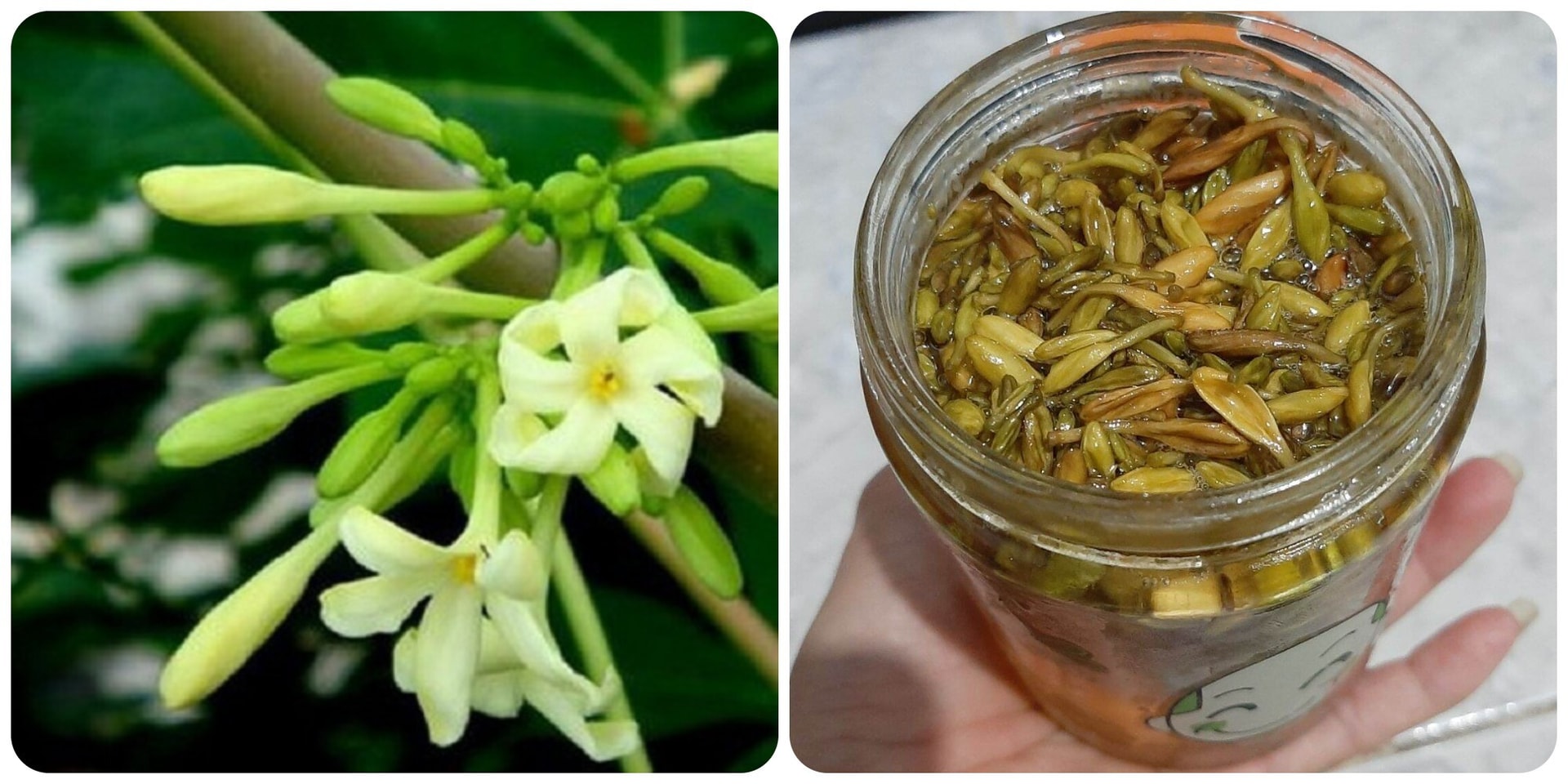 Hoa đu đủ đực, công dụng chữa bệnh và cách dùng- Ảnh 3. Hoa đu đủ đực, công dụng chữa bệnh và cách dùng- Ảnh 3.