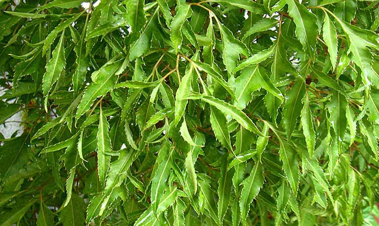 Kết hợp nước lá đinh lăng với mật ong có tác dụng gì ? - Ảnh 2.