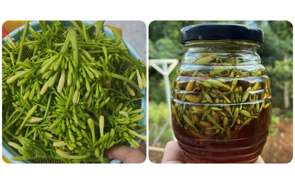 Tác dụng của hoa đu đủ đực ngâm rượu - Ảnh 2.