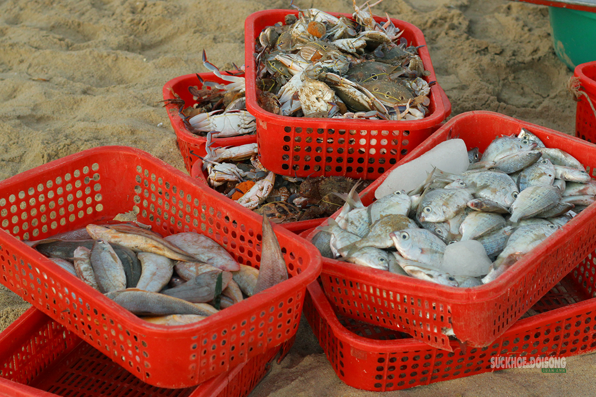 Nhịp mưu sinh trên bãi cá Cảnh Dương- Ảnh 11.