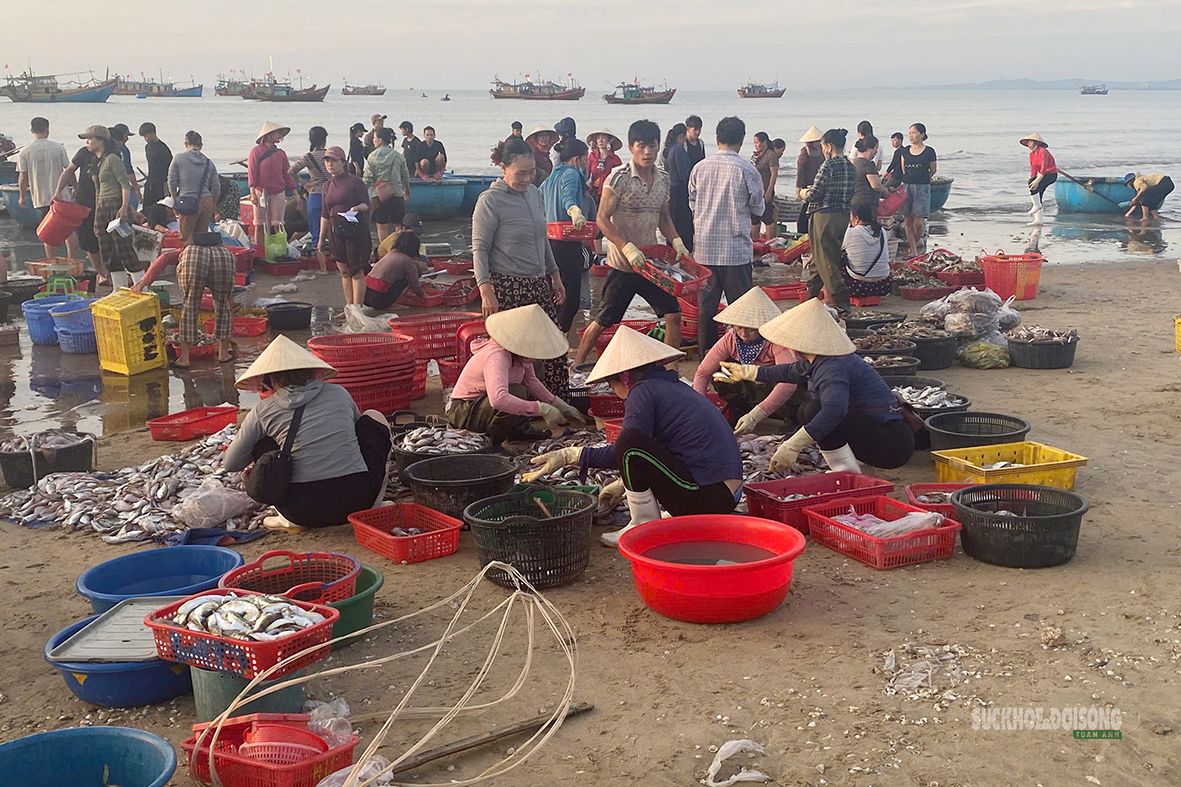 Nhịp mưu sinh trên bãi cá Cảnh Dương- Ảnh 8.