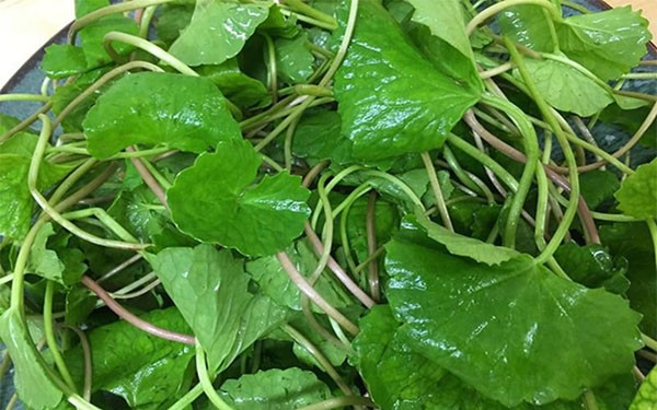 Tác dụng mát gan của nước rau má, đậu xanh - Ảnh 2.