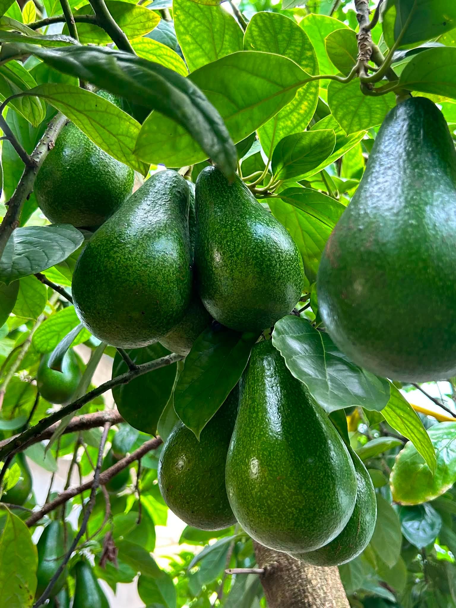 Một loại bơ vỏ tím lịm, cơm vàng dẻo kẹo, có thể nặng tới cả kg/quả đang được các chị em thi nhau ‘săn đón’- Ảnh 3.