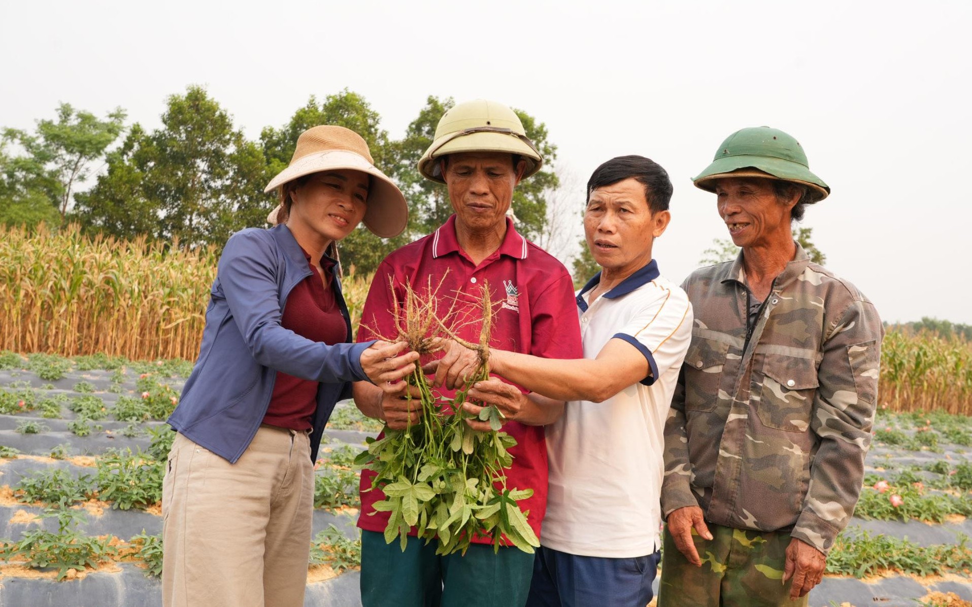 Nghệ An loay hoay nâng giá trị cây dược liệu- Ảnh 6.