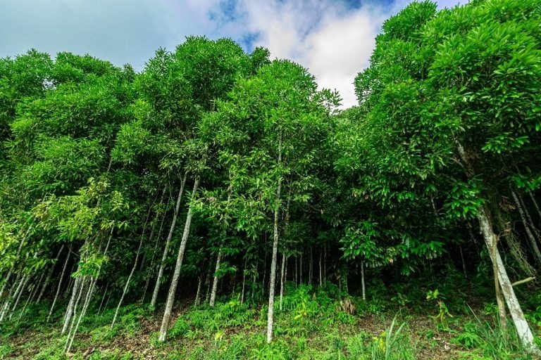 Quảng Ngãi ban hành Nghị quyết về phát triển dược liệu đến năm 2030, định hướng đến năm 2035 - Ảnh 2.