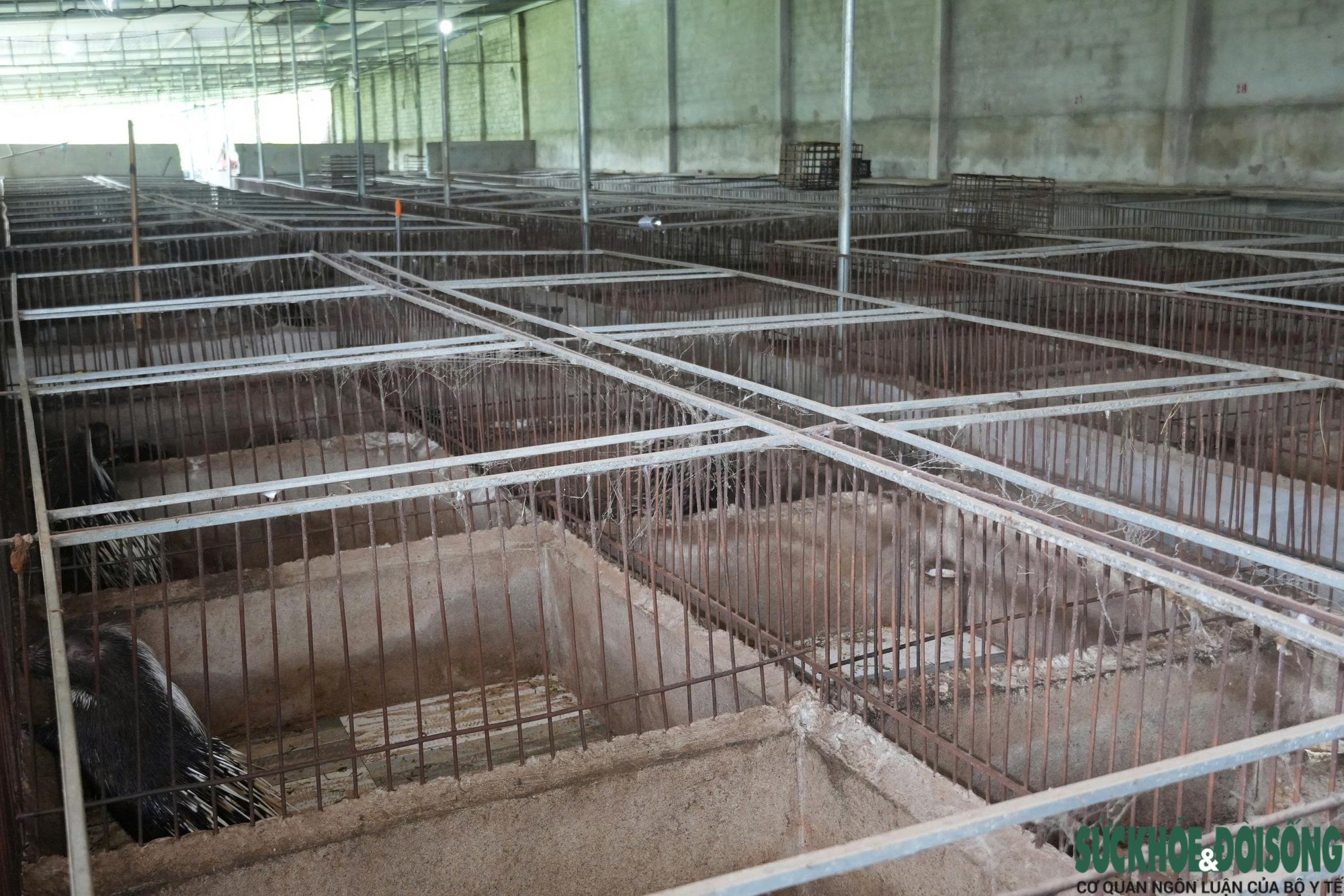 Gallery - Đánh liều nuôi nhím, lão nông Nghệ An gây dựng đàn hơn 400 con - image 1