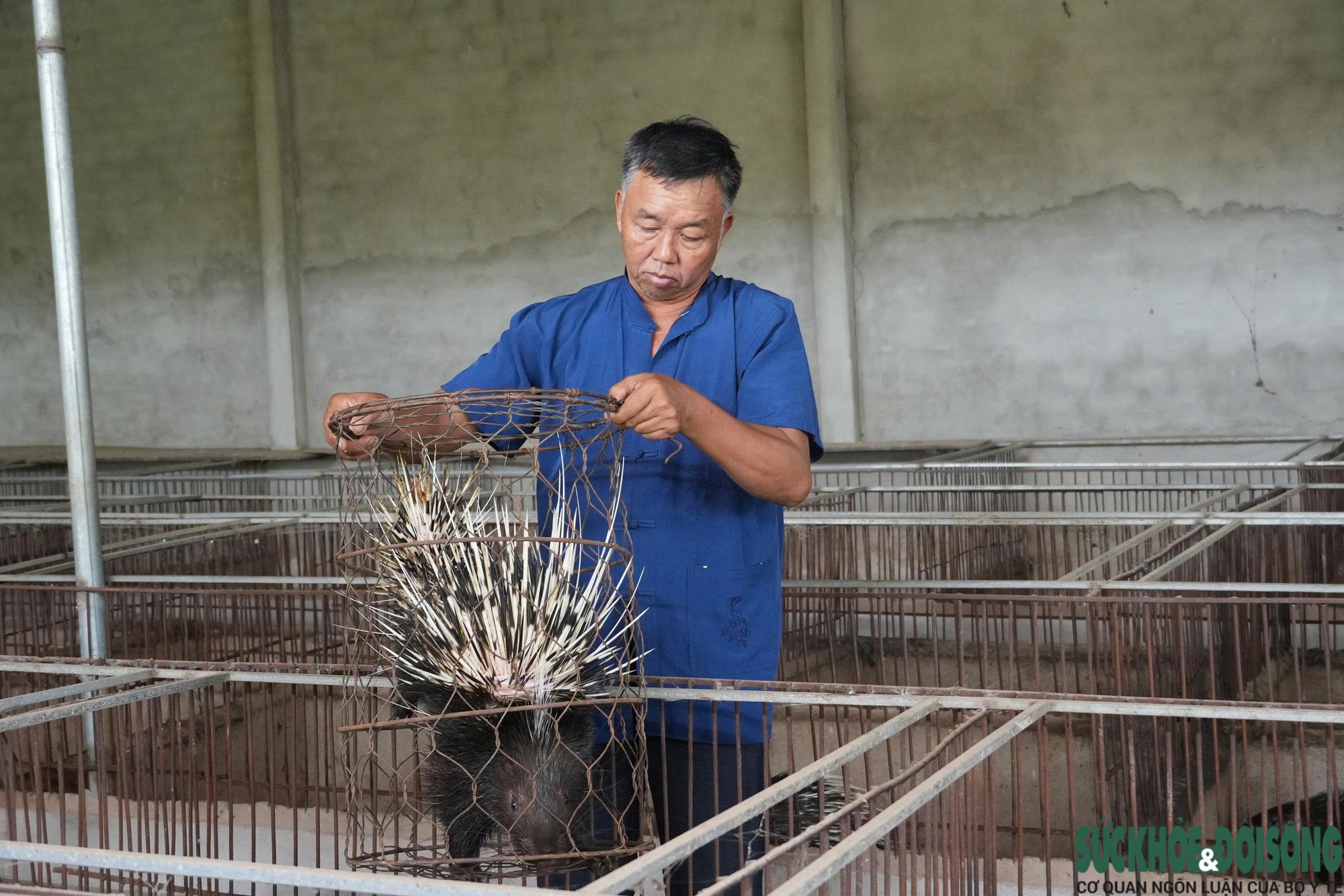 Gallery - Đánh liều nuôi nhím, lão nông Nghệ An gây dựng đàn hơn 400 con - image 2