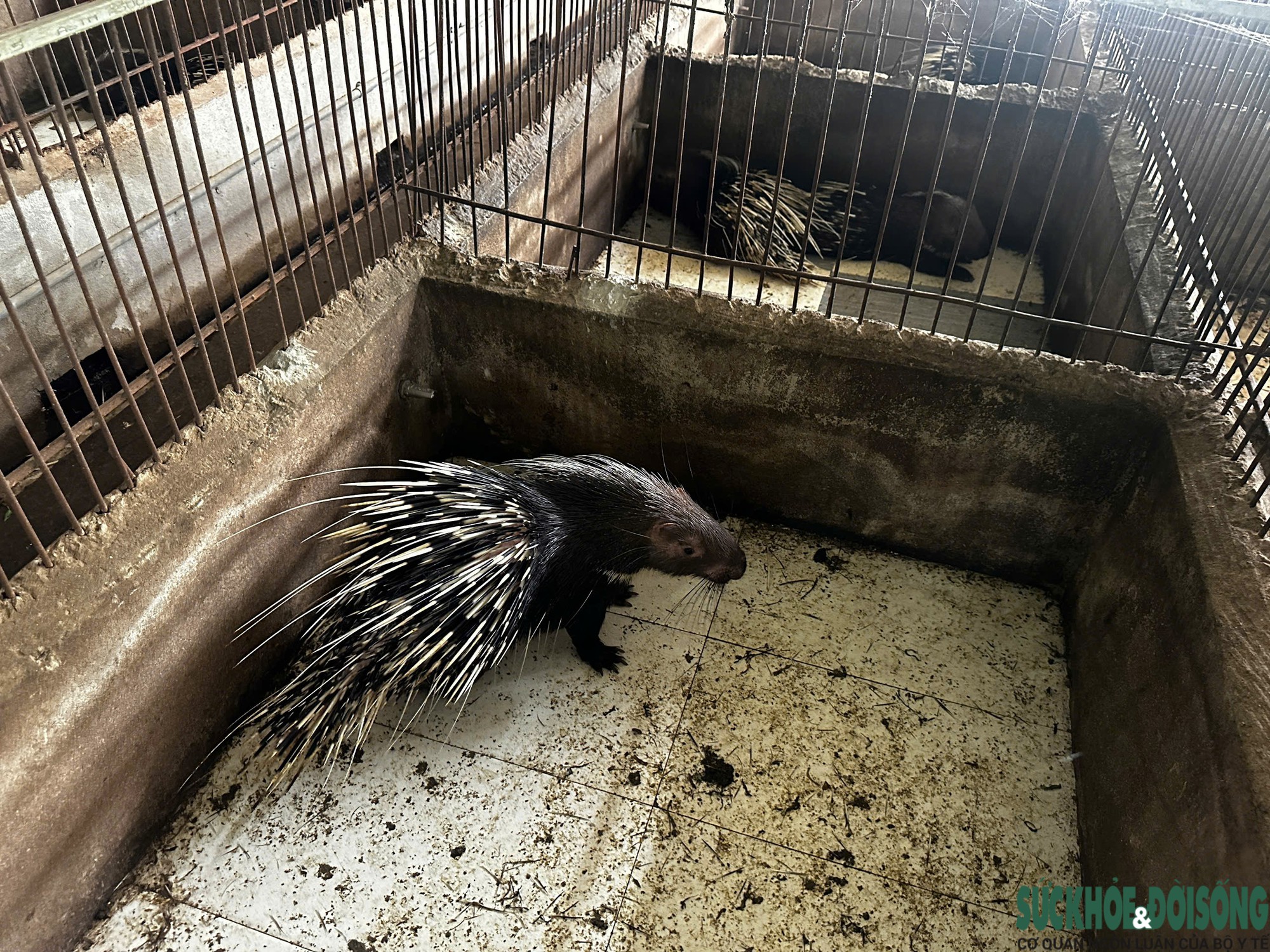 Gallery - Đánh liều nuôi nhím, lão nông Nghệ An gây dựng đàn hơn 400 con - image 6