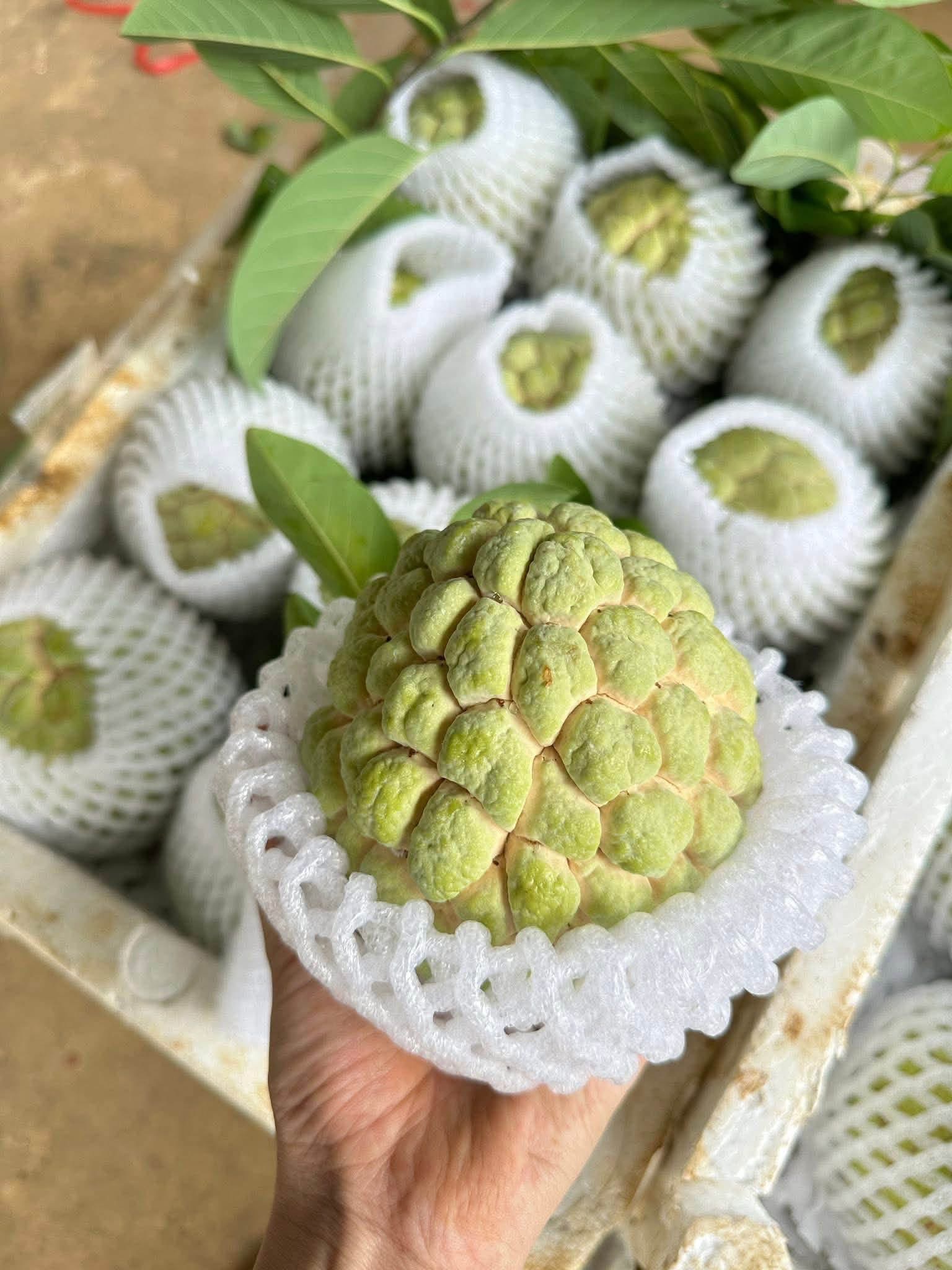 Loại na đặc sản mọc trên núi đá có gì đặc biệt mà được nhiều người tiêu dùng tìm mua đến vậy?- Ảnh 3.