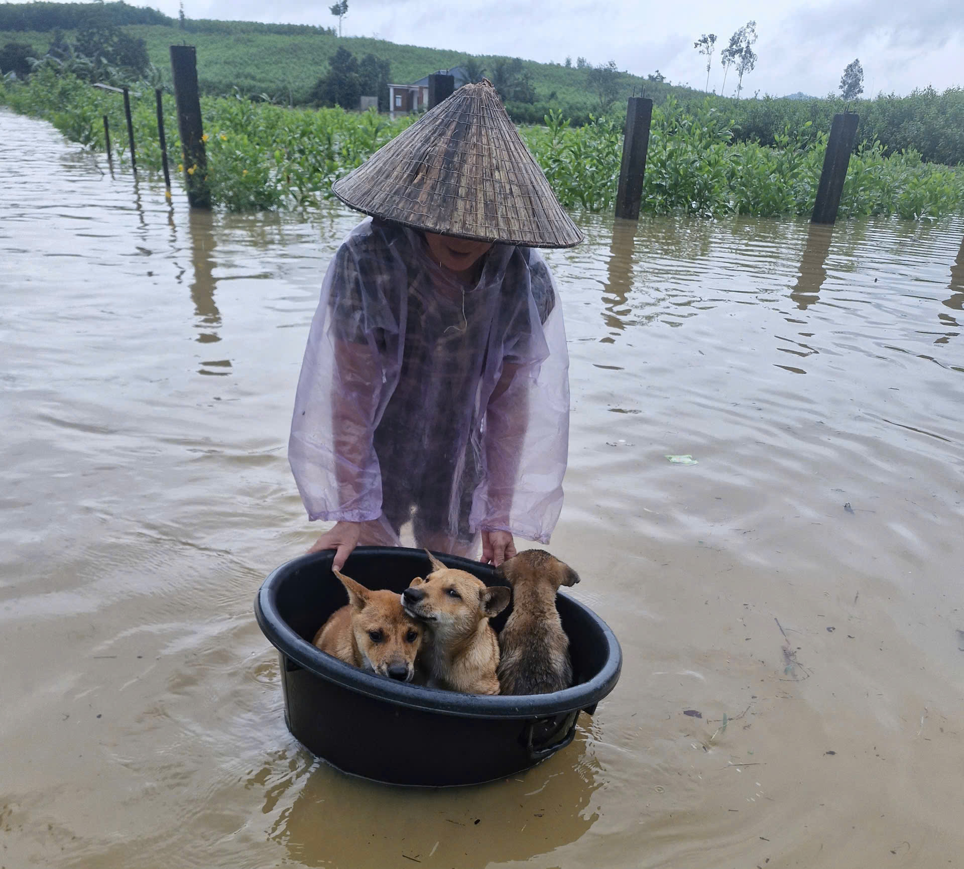 Người dân Nghệ An tất tả ôm gia súc chạy lũ- Ảnh 2.