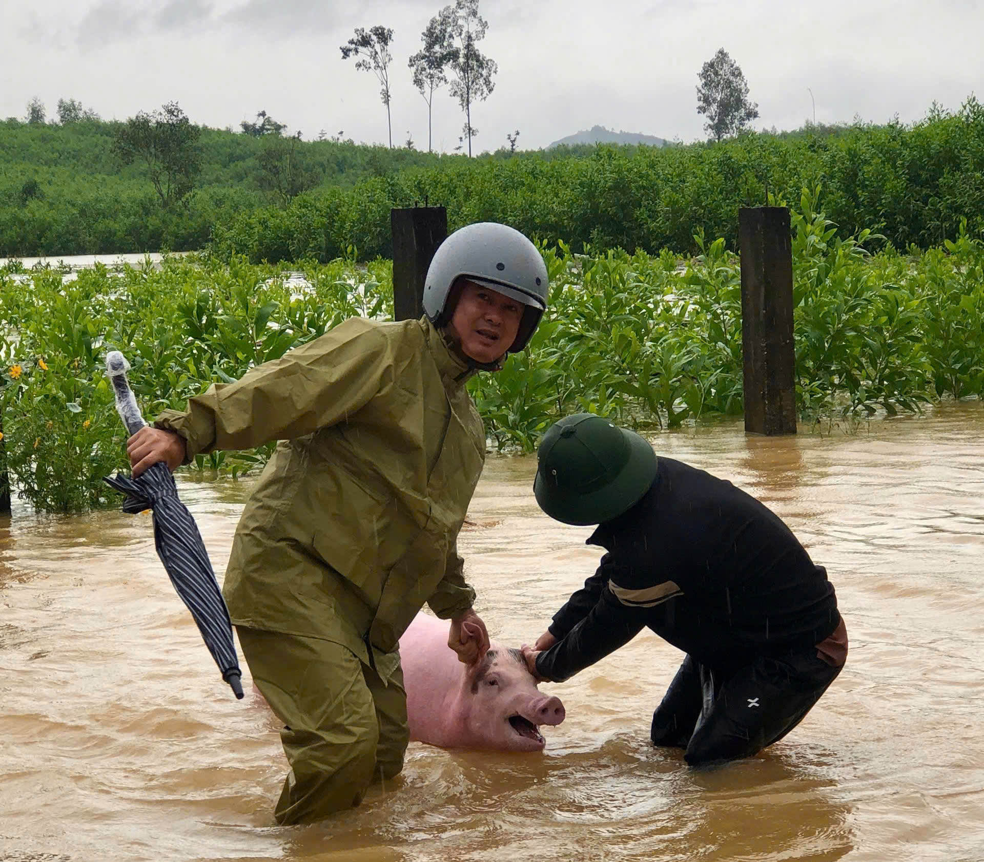 Người dân Nghệ An tất tả ôm gia súc chạy lũ- Ảnh 4.