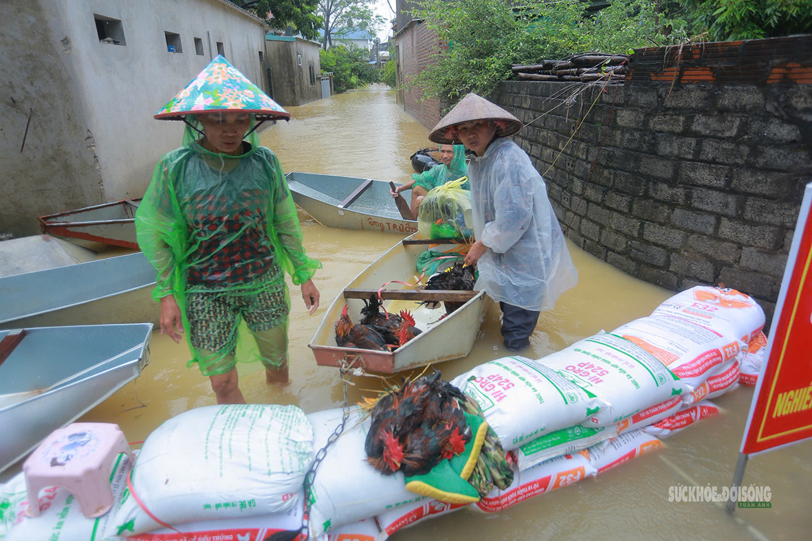 Làng quê ngoại thành Hà Nội ngập sâu, người dân bì bõm chuyển tài sản - Ảnh 7.