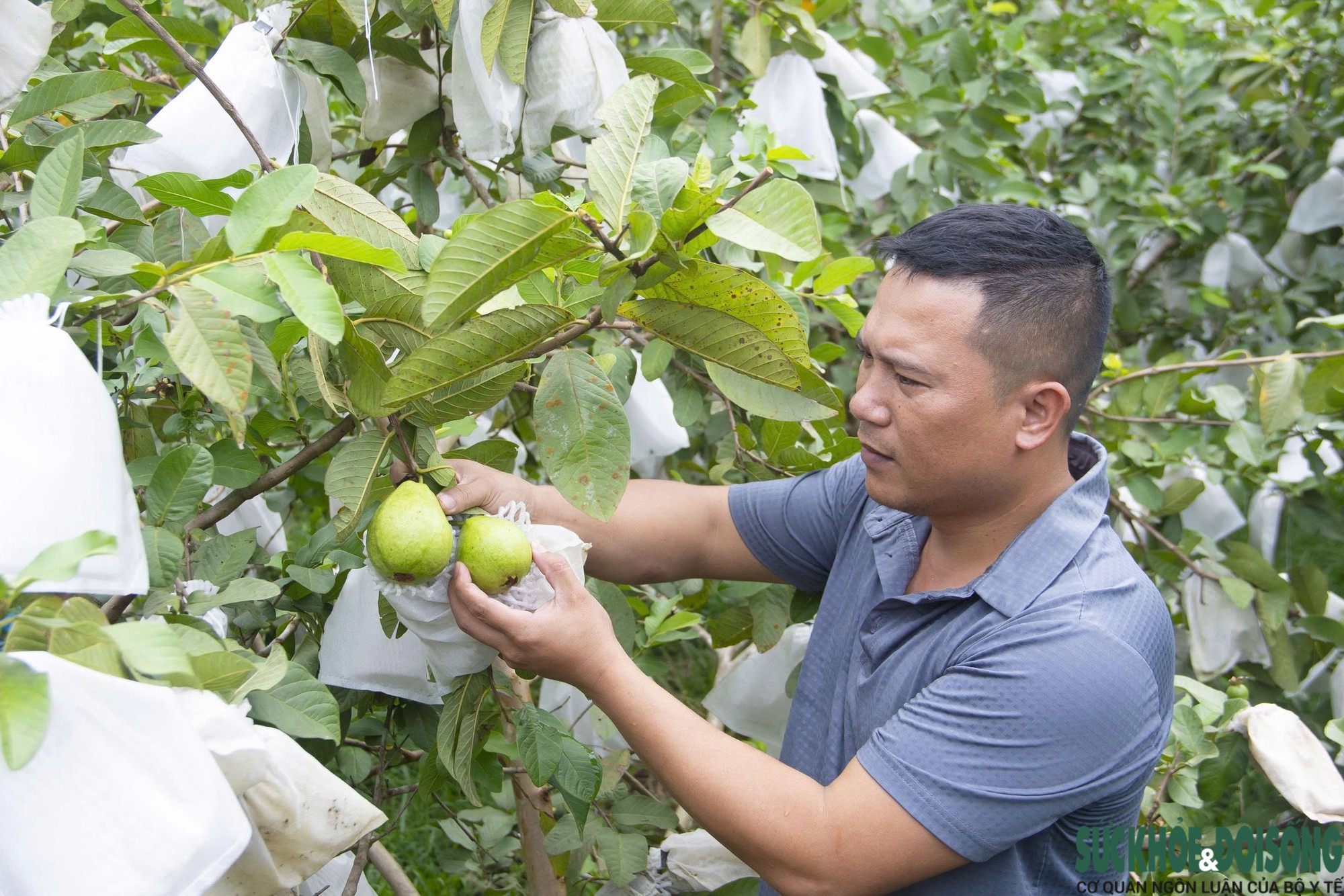 Nông dân Nghệ An làm giàu nhờ trồng ổi không hạt- Ảnh 2.