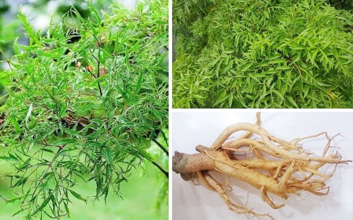 3 cách sử dụng rễ đinh lăng bồi bổ cơ thể - Ảnh 2.