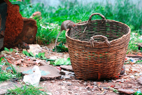 Hoang mang lo chuột “độc” 1 Hoang mang lo chuột “độc” 1