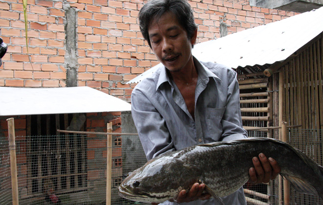 Bắt được cá lóc nặng 6kg 1