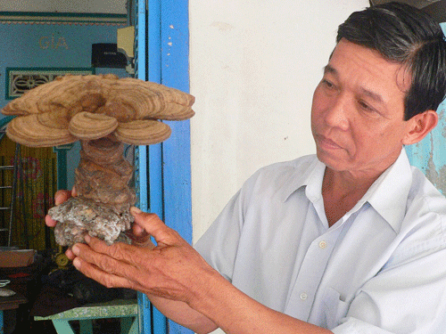 Phát hiện nấm lạ tự đổi màu 1