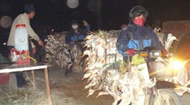 Bắt hơn 300 kg gà nhập lậu 1 Bắt hơn 300 kg gà nhập lậu 1