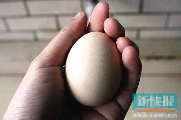 Lại xuất hiện trứng gà giả làm bằng nhựa 1 Lại xuất hiện trứng gà giả làm bằng nhựa 1