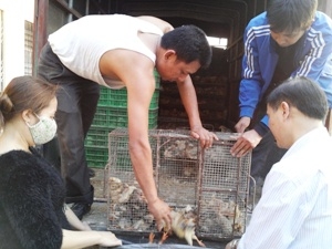 Bắt giữ 5 tấn gà và ngỗng nhập lậu trên quốc lộ 1A 1