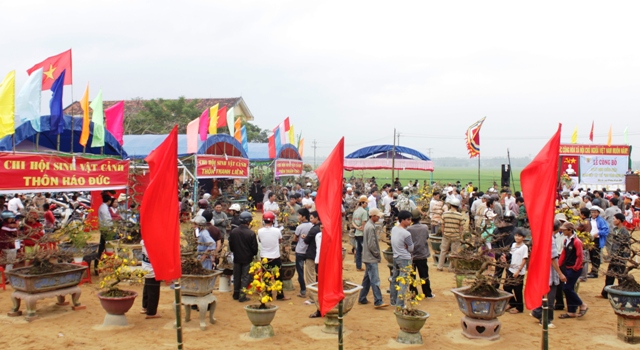 Ngắm những cây mai bạc triệu khoe sắc 1