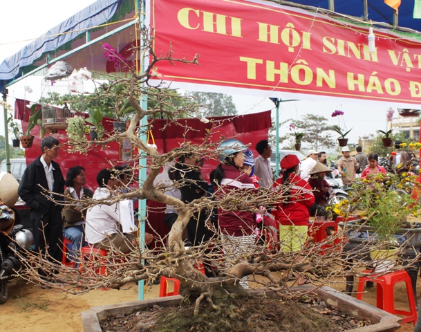 Ngắm những cây mai bạc triệu khoe sắc 8