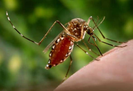 “Vaccin” cho… muỗi 1 “Vaccin” cho… muỗi 1