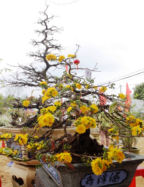 Ngắm những cây mai bạc triệu khoe sắc 2