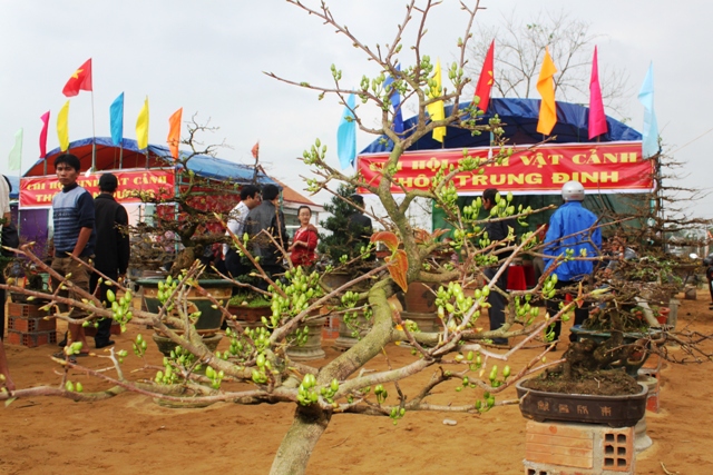 Ngắm những cây mai bạc triệu khoe sắc 3