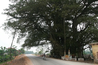 Nhớ cổng làng, cổng nhà và hàng rào xưa 1