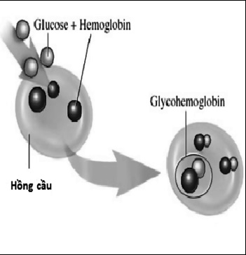 Thành tựu y dược “xanh” 1 Thành tựu y dược “xanh” 1