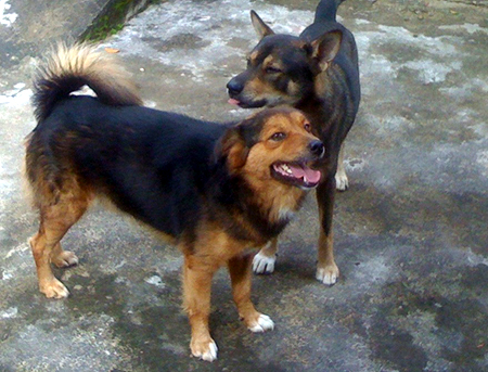 Thả rông chó nơi công cộng có thể bị phạt 500 nghìn đồng 1