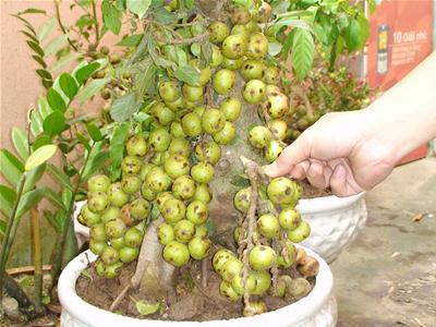 Bài học từ mua cây rởm 1