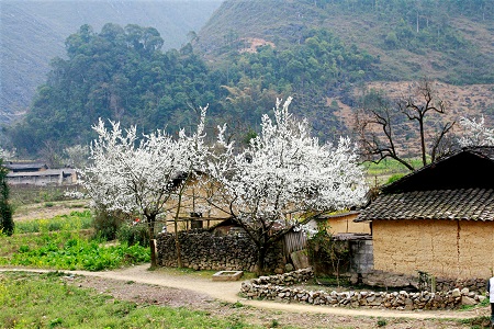Sắc xuân trên cao nguyên đá 5
