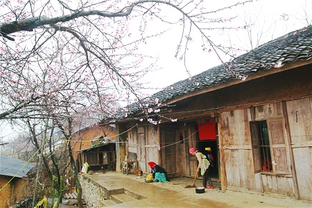 Sắc xuân trên cao nguyên đá 4