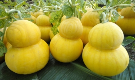 Tiền triệu mua quả lạ về trưng Tết 5