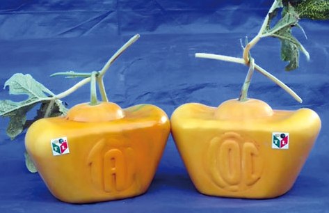 Tiền triệu mua quả lạ về trưng Tết 3