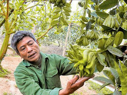 Tiền triệu mua quả lạ về trưng Tết 6