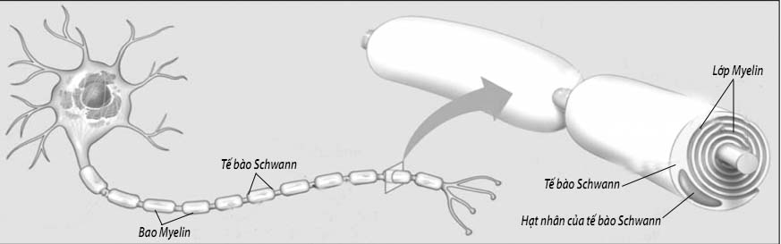 Thuốc dùng cho người bị liệt do thần kinh 1