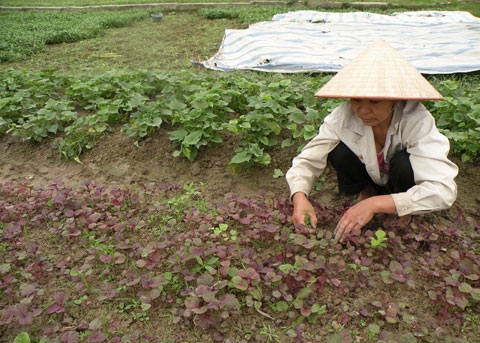 Tạ rau không mua nổi cân thịt 2