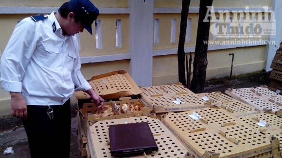 6.000 con gia cầm không rõ nguồn gốc bị bắt giữ 1