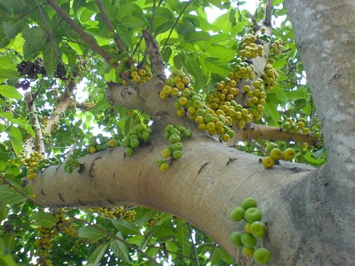 Cây sung làm thuốc 1